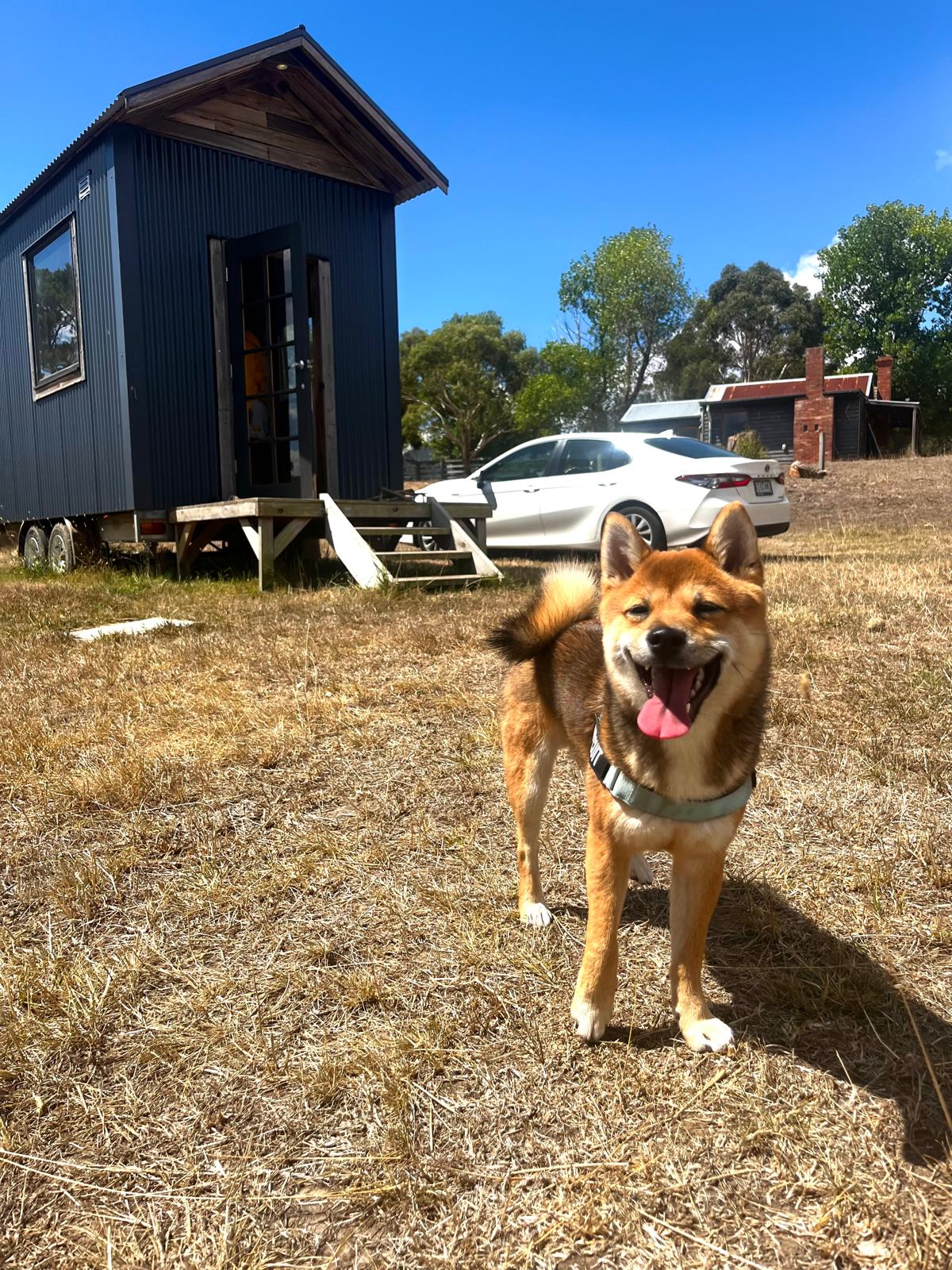 Biscuit